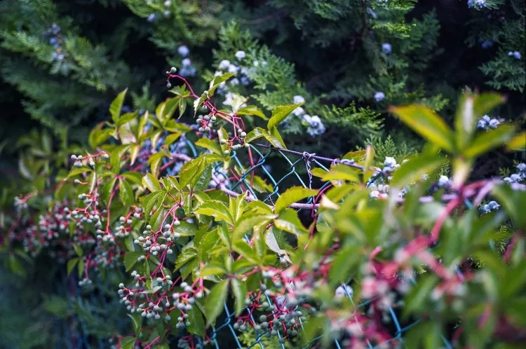 fleur grimpante d’automne parthenocissus quinquefolia vigne vierge populaire