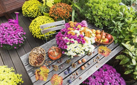 fleurs d'automne pour balcon de couleurs différentes