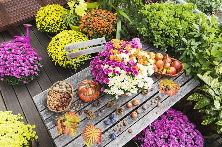 fleurs d'automne pour balcon de couleurs différentes