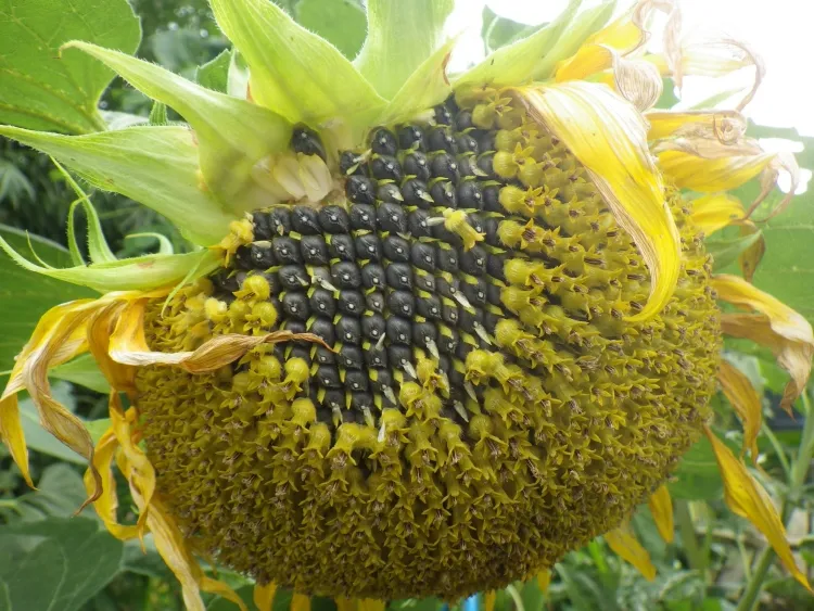 sunflower seeds healthy raw roasted enjoy fat vitamins minerals