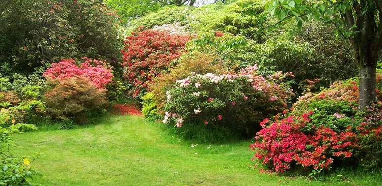 Brise-vue champêtre