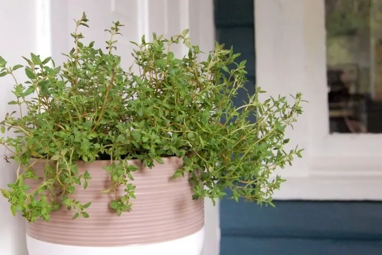 herbes aromatiques à cultiver en automne thym