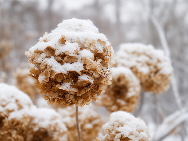 hydrangea en hiver avec de la neige au dessus