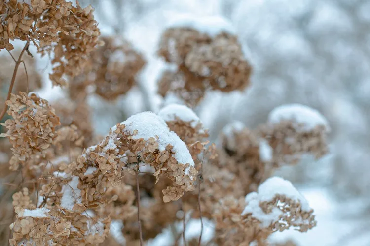 hydrangea en hiver avec de la neige au dessus