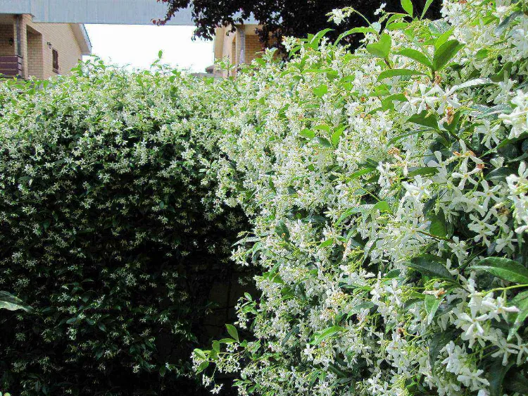 star jasmine as an evergreen breeze with tree view 2022