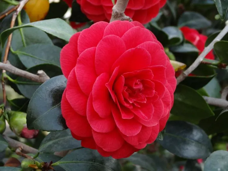 le camélia du japon et ses fleurs rouges jardin 2022