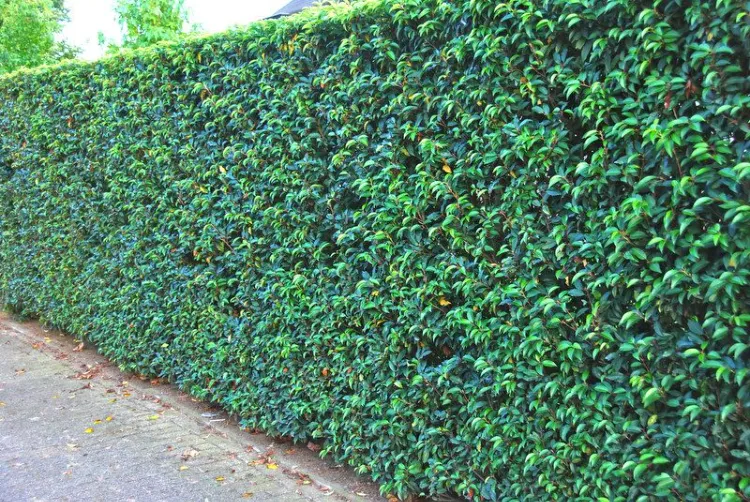 Evergreen Portugal laurel tree on the wall 2022