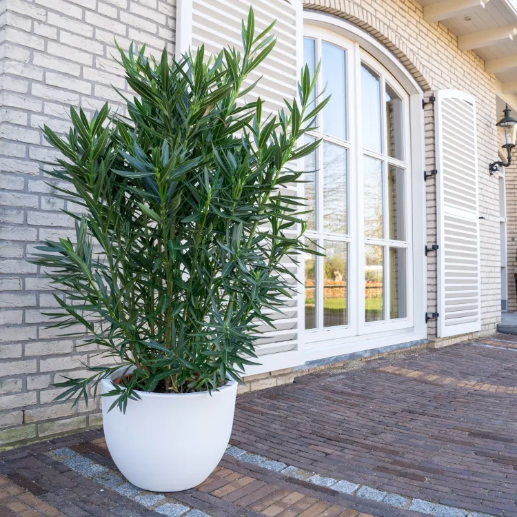 oleander en pot à l'extérieur sur une terrace