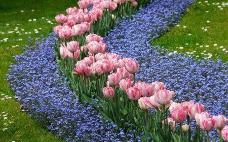 ou planter bulbes de tulipes