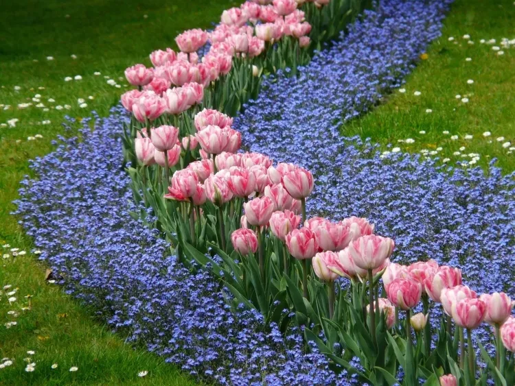ou planter bulbes de tulipes