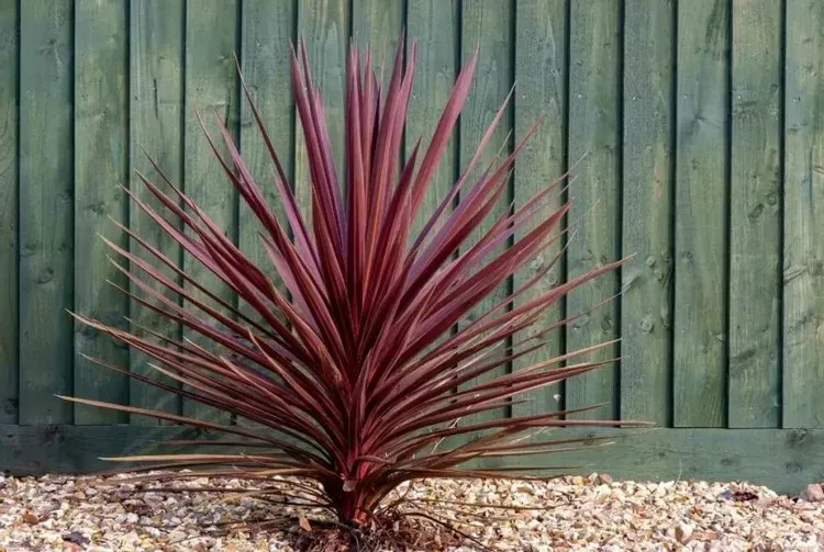 petit arbuste persistant jardin automne Cordyline Australis plante étoile rouge