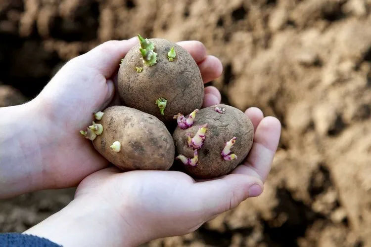 peut on consommer des pommes de terre germées comment empêcher la germination