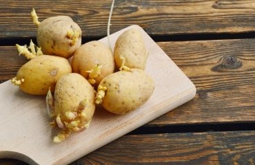 peut-on manger des pommes de terre germées études scientifiques à quel moment manger une pomme de terre devient dangereux