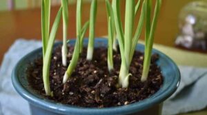planter ail en pot simplement et facilement 2022