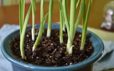 planter ail en pot simplement et facilement 2022