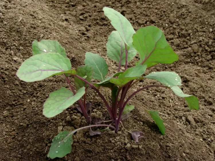 planter des choux de Bruxelles en septembre avant plantation améliorer sol lit mélanger compost
