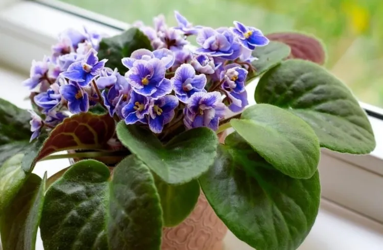 plantes chambre à coucher danger violette africaine