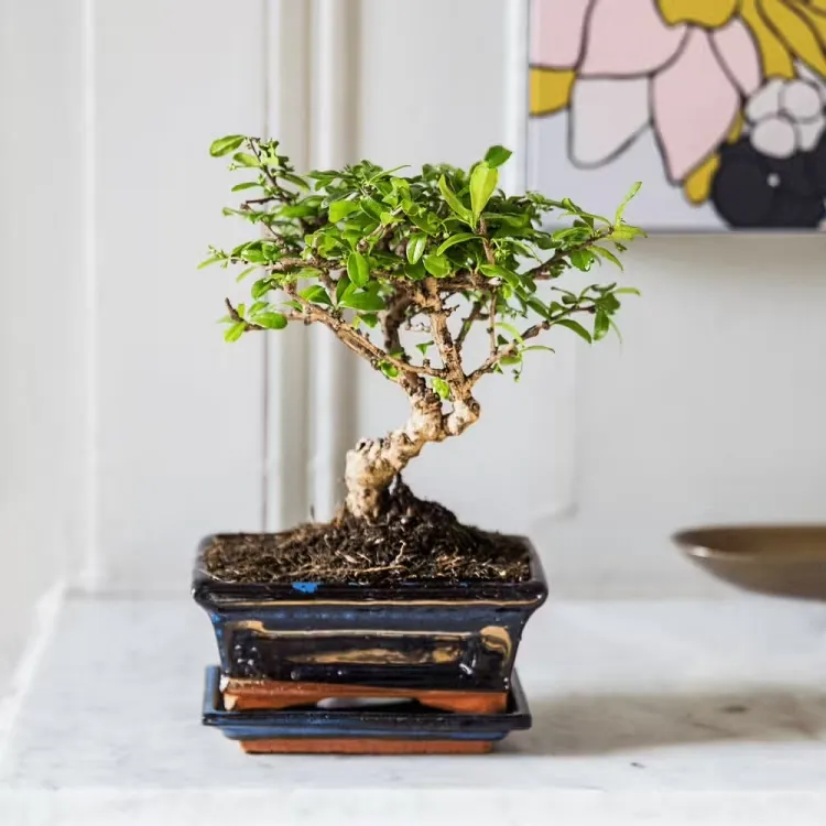 plantes pour chambre liste noire bonsai