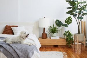 plantes pour chambre variétés à éviter