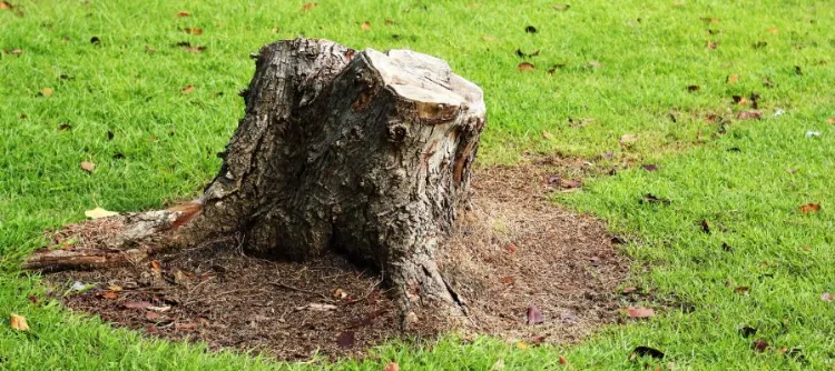 pourquoi enlever une souche d'arbre