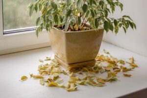 pourquoi ma plante perd ses feuilles entretien plantes vertes d'intérieur