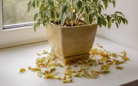 pourquoi ma plante perd ses feuilles entretien plantes vertes d'intérieur