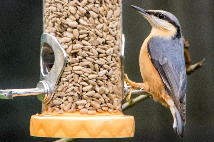 why eat sunflower seeds, feed hungry birds in winter