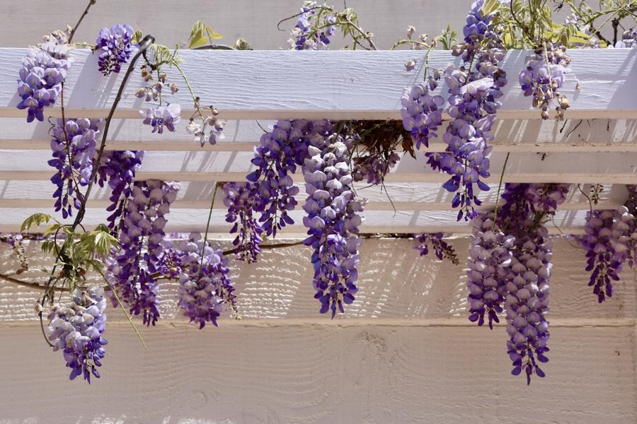 quand faire une taille sévère de glycine