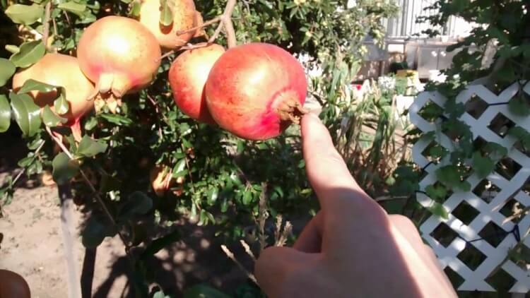 quand les grenades sont mûres conseils vérifier maturité fruits