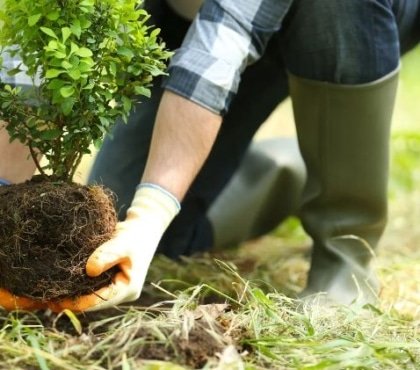 quand planter un arbre sans erreurs 2022