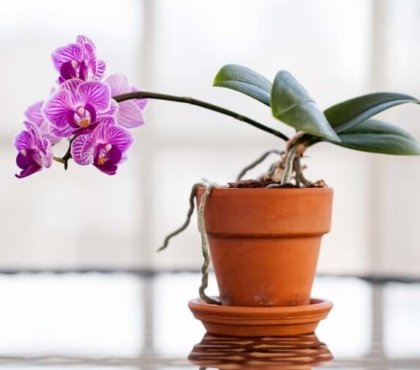 quand rempoter une orchidée printemps moment examiner scrupuleusement évaluer besoin rempotage