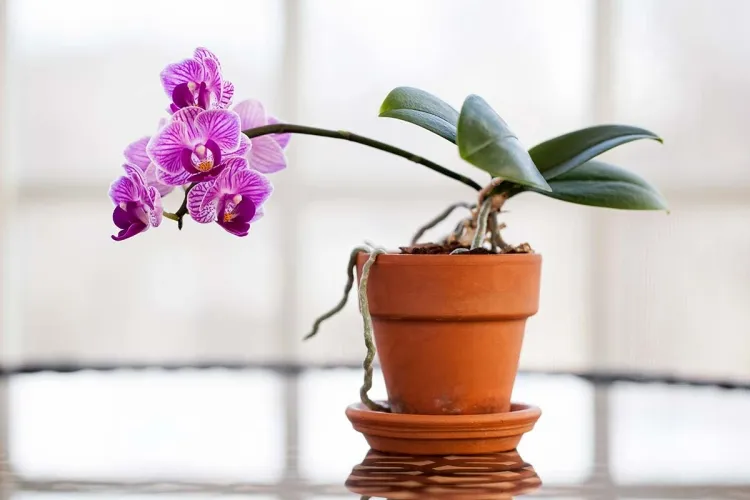 quand rempoter une orchidée printemps moment examiner scrupuleusement évaluer besoin rempotage