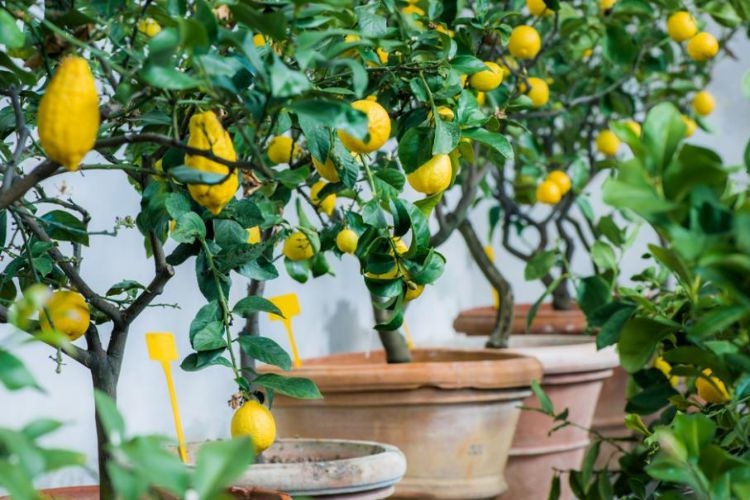 quand rentrer un citronnier en hiver 2022