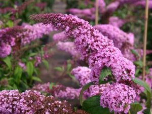 quand tailler un arbre à papillon conseils astuces jardinage Buddleia davidii