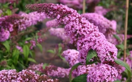quand tailler un arbre à papillon conseils astuces jardinage Buddleia davidii