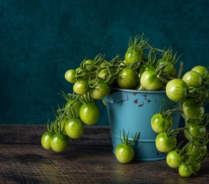 que faire avec des tomates vertes pas mûres