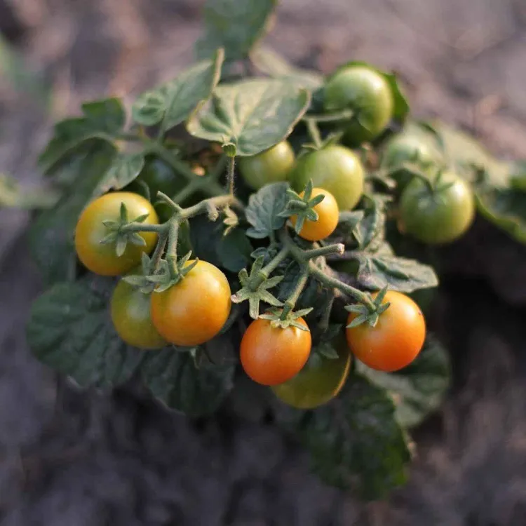 que faire avec les plants de tomates à la fin de l'été