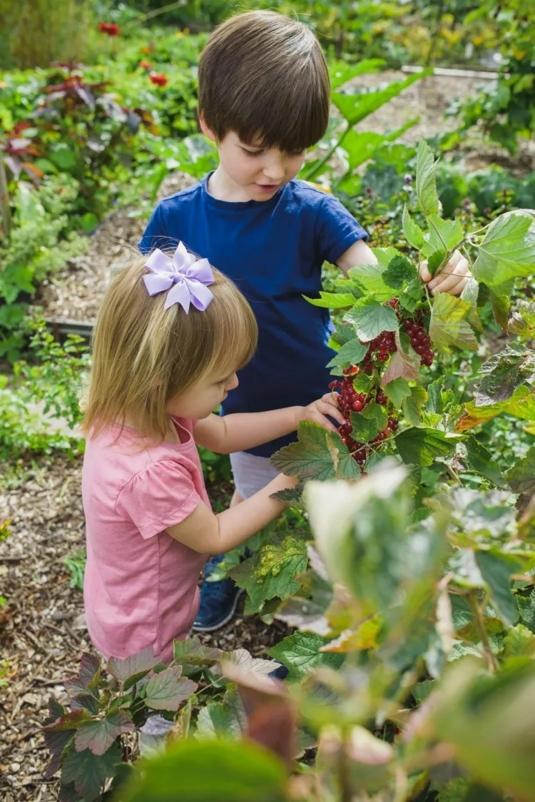 que faire en automne au jardin avec son enfant récupérer graines baies prévenir toxiques