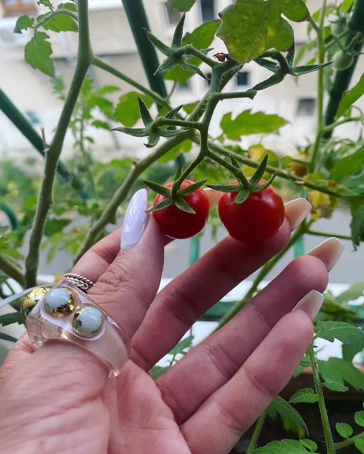 que faire pour récolter tomates en automne plants de tomates en fn saison été