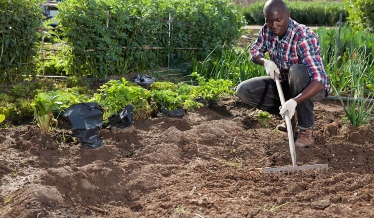 que planter en octobre ameublir absolument naturellement enrichir sol compost