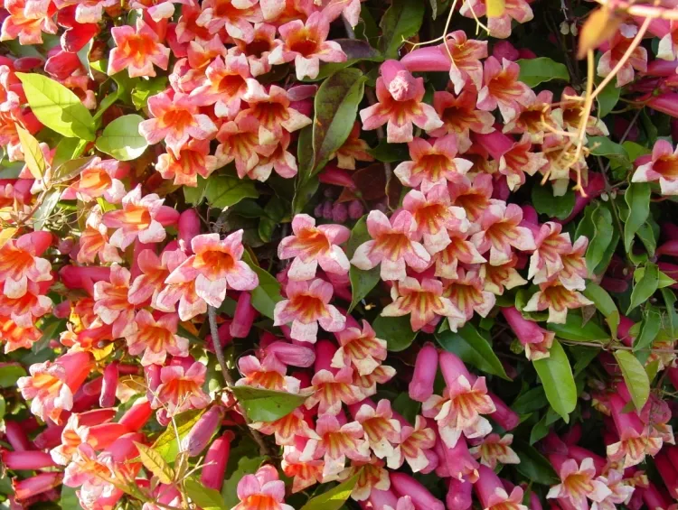 quelle fleur grimpante pour l’automne hortensia grimpeuse vigoureuse feuilles caduques