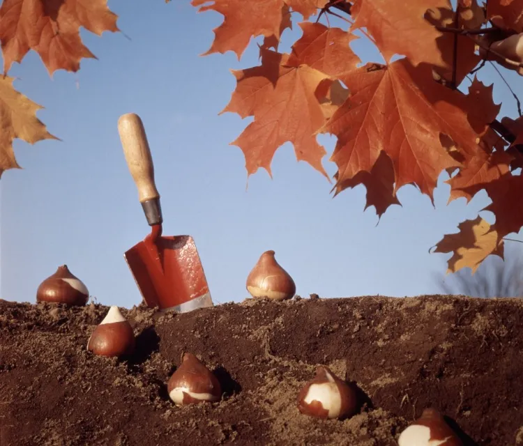 quelles fleurs planter automne plantes bulbeuses mettre terre septembre octobre