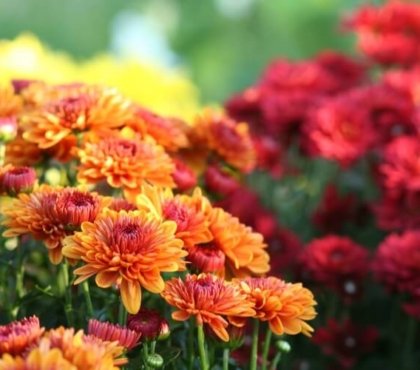 quelles fleurs planter en septembre couvre sol rocaille massif bordure