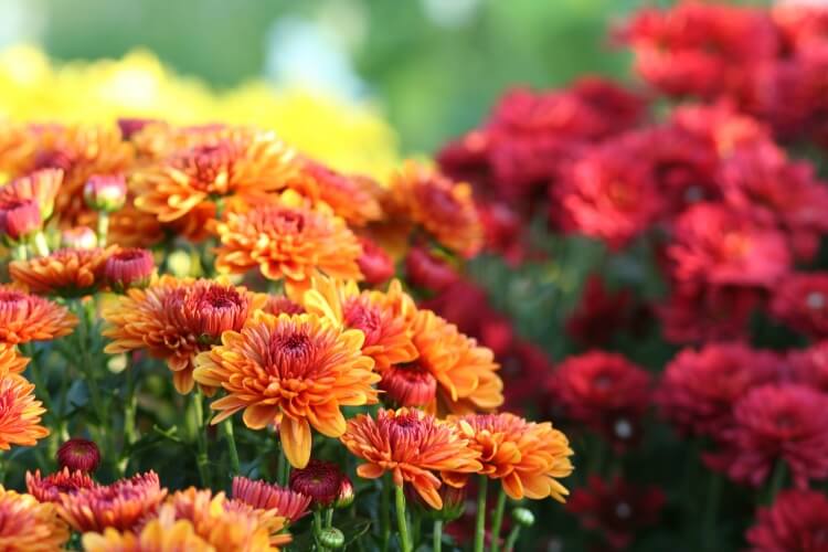 quelles fleurs planter en septembre couvre sol rocaille massif bordure