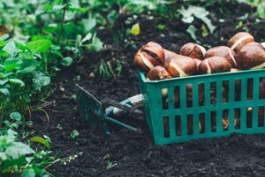 quelles plantes bulbes floraison printanière planter jardin ornement septembre octobre