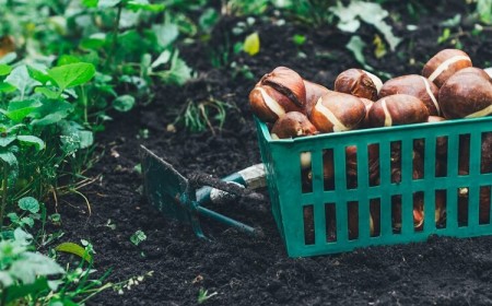 quelles plantes bulbes floraison printanière planter jardin ornement septembre octobre