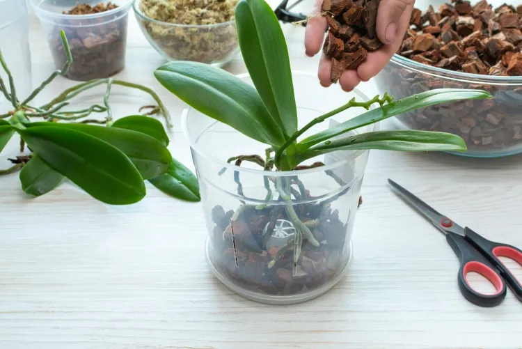 rempoter une orchidée dans un pot plus grand dernier rempotage mélange sphaigne écorces