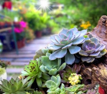 rentrer les succulentes en hiver