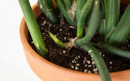 sansevieria cylindrica multiplication rhyzomes enlever entretien facile