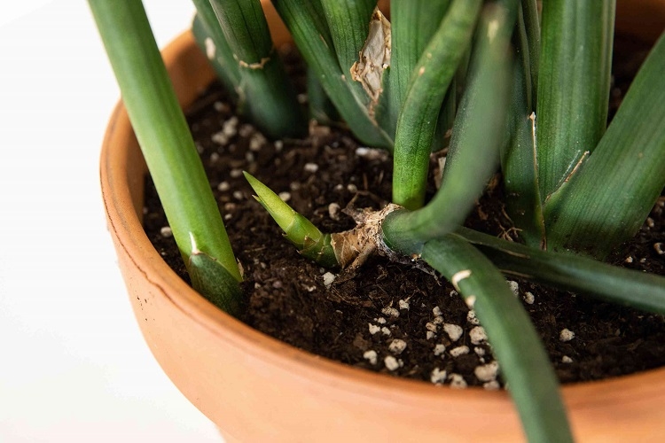 sansevieria cylindrica multiplication rhyzomes enlever entretien facile